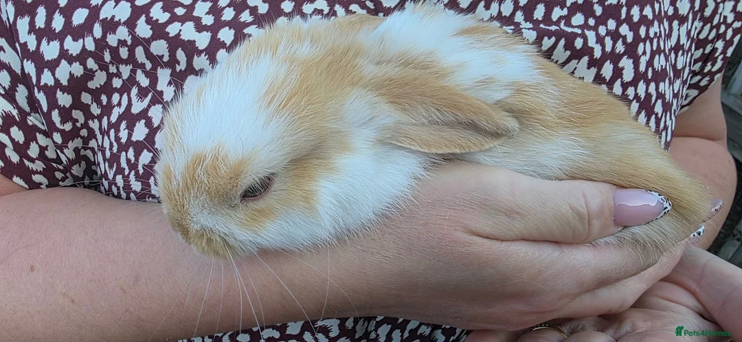 Mini Lop rabbits for sale: Mini lop babies  - Advert 2