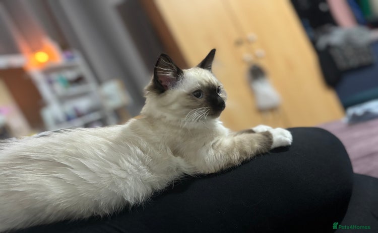 Ragdoll cats - Advert 2