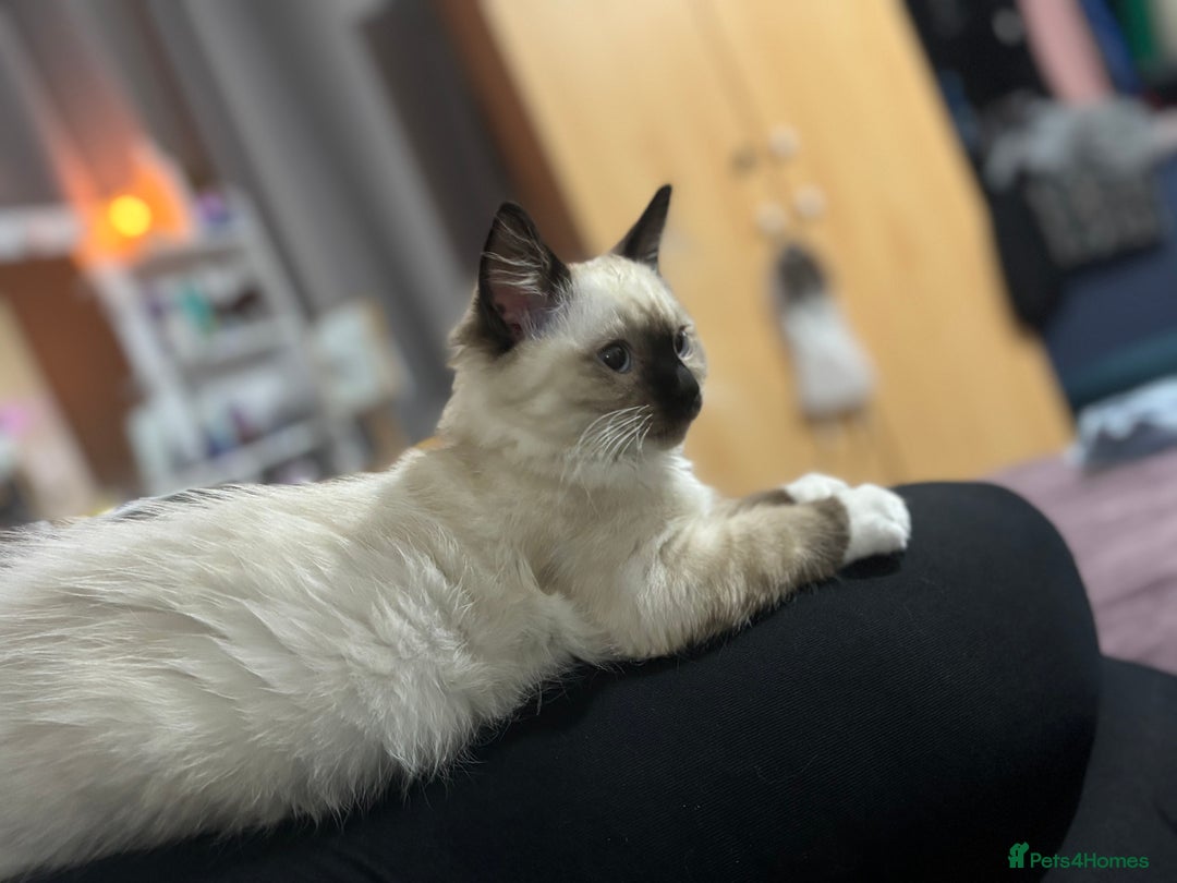 Ragdoll cats for sale: Ragdoll kittens - Image 1