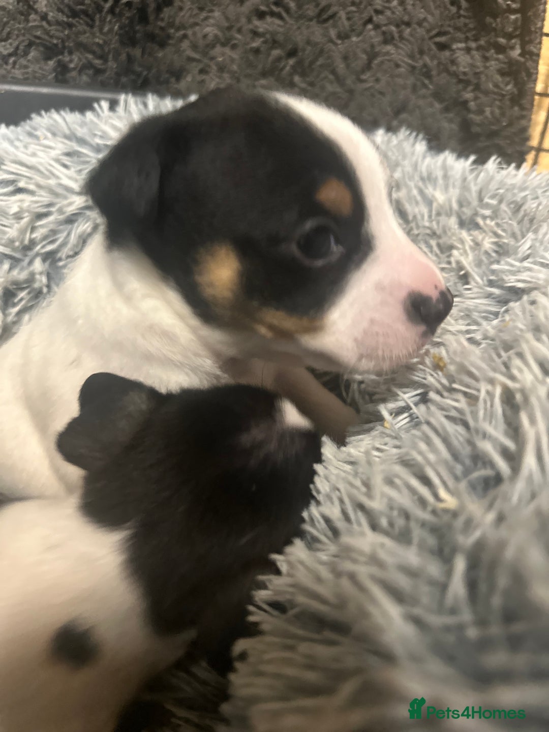 Jack Russell dogs for sale: Beautiful litter of miniature Jack Russell puppies - Advert 5