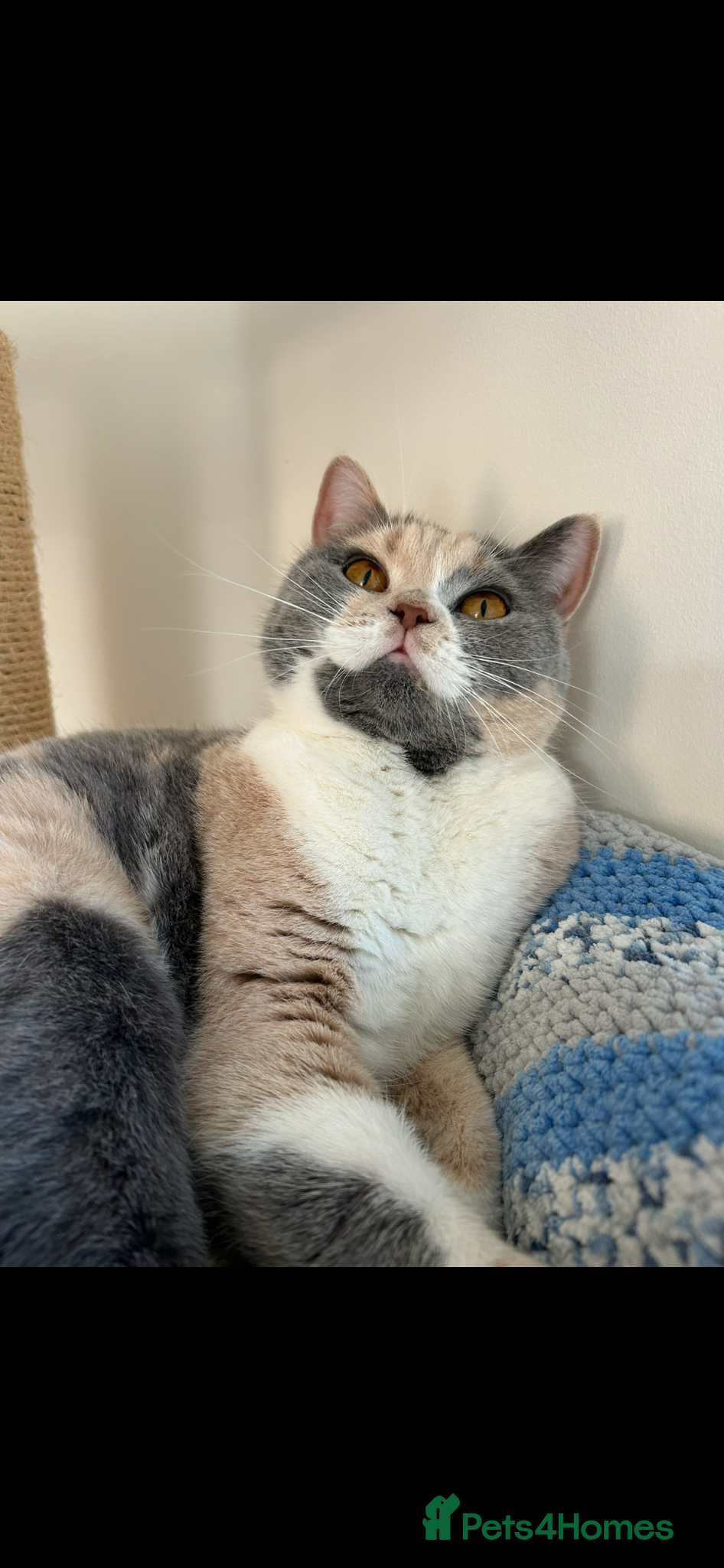 British Shorthair cats Active beautiful friendly girl  - Advert 8