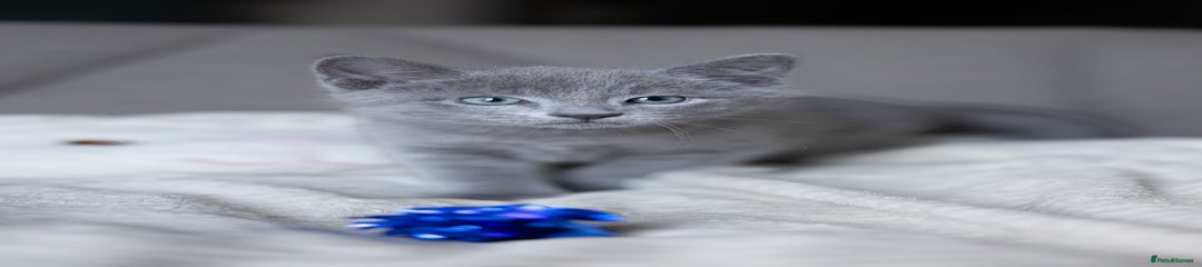 Russian Blue Kitten 1