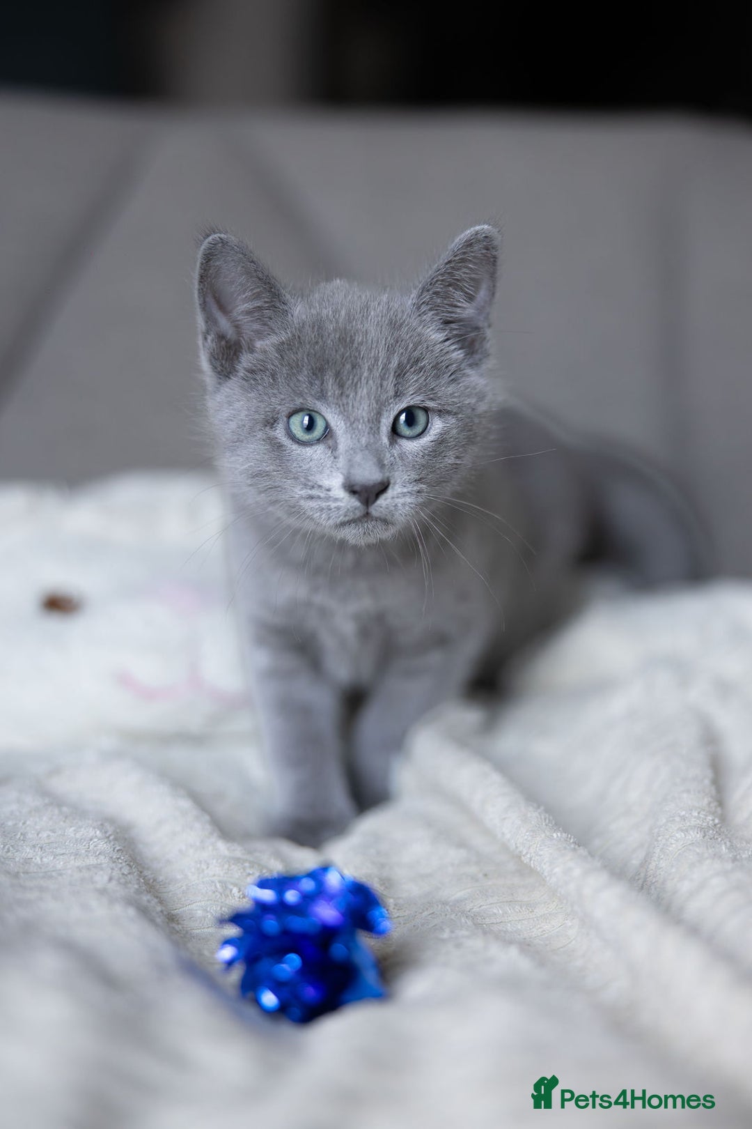 Russian Blue cats for sale: Pure Russian Blue Kittens Available  - Image 2