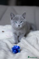 Russian Blue cats - Advert 1