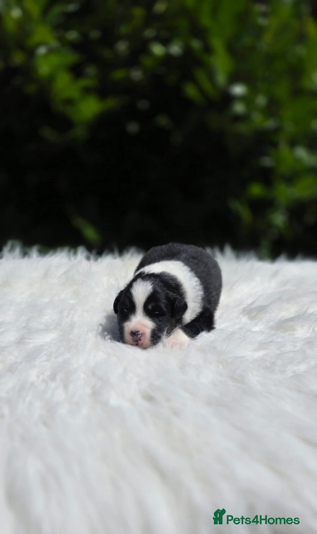 Australian Shepherd dogs for sale: Australian shepherd last 2 boys available - Advert 2