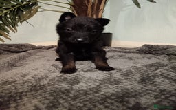 Belgian Shepherd Dog dogs for sale: Stunning Belgian Mali Pups - Image 21