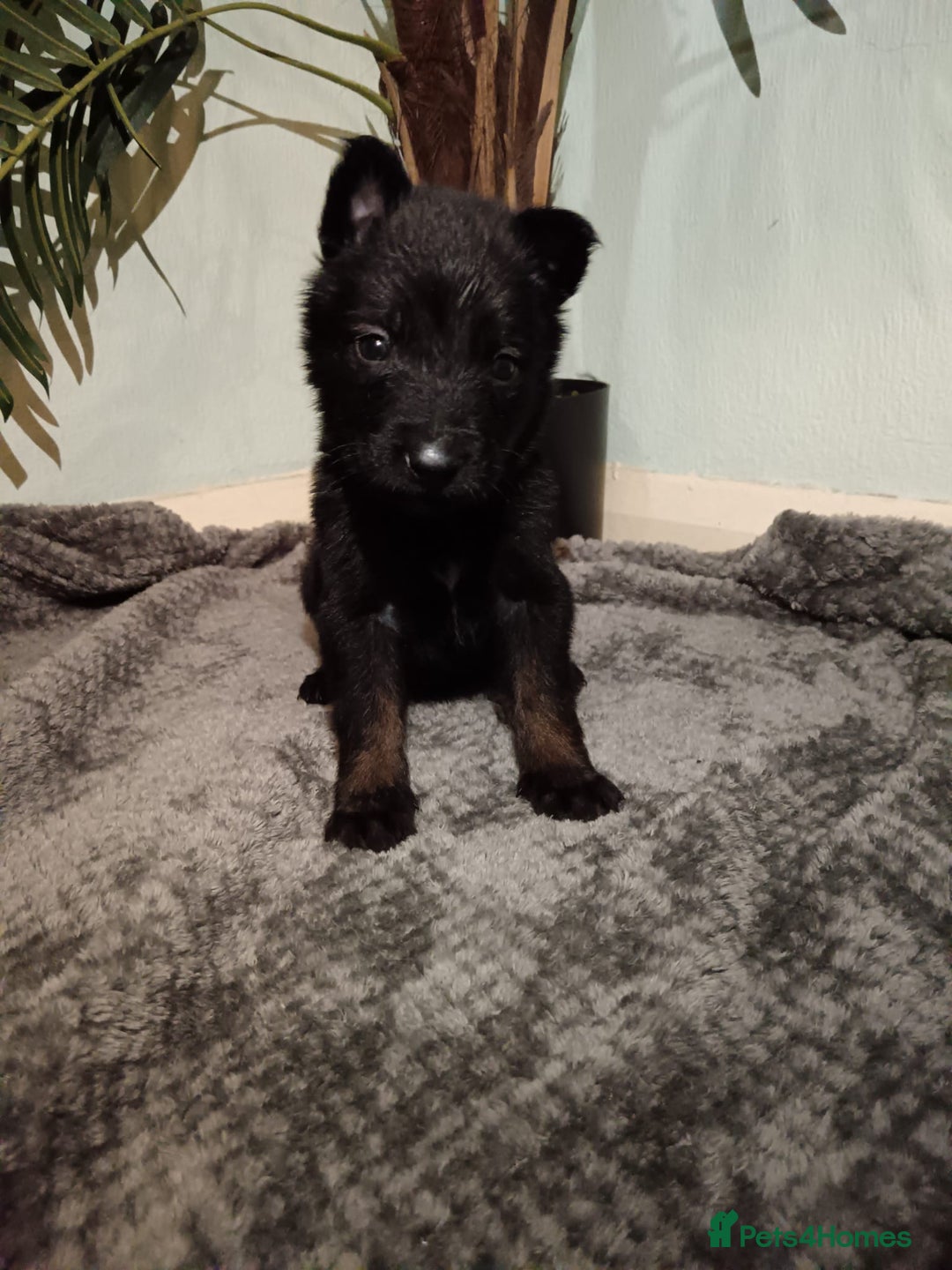 Belgian Shepherd Dog dogs for sale: Stunning Belgian Mali Pups - Image 21