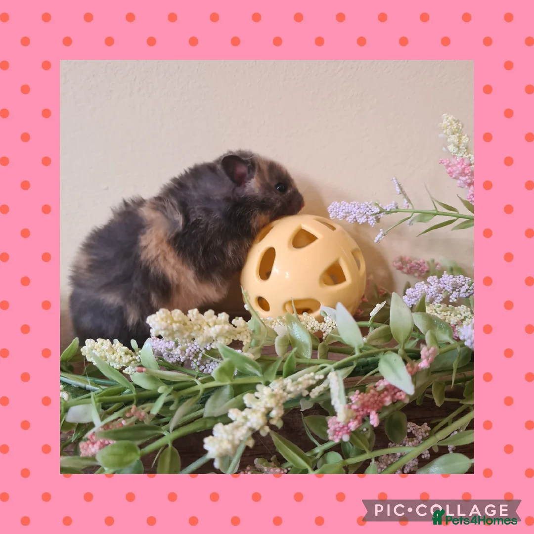 Hamster rodents for sale: ***Stunning Loving Natured Baby Hamsters ***  - Advert 2