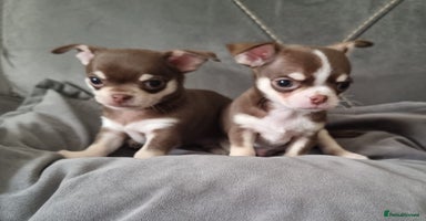 Chihuahua dogs - Advert 13