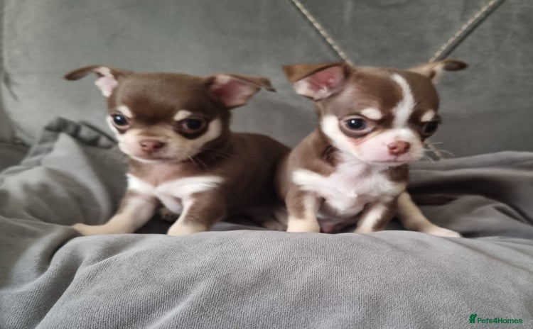 Chihuahua dogs - Advert 1