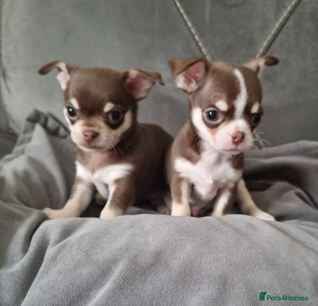 Chihuahua dogs for sale: Two Beautiful Male Chihuahua Puppies  - Image 1
