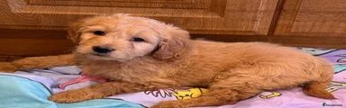 Goldendoodle 2
