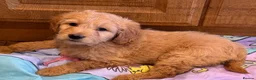 Goldendoodle dogs for sale: Cute Goldendoodle Ready for Their Forever Homes in Leicester - Advert 8