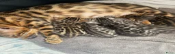 Bengal cats for sale: Last stunning TICA registered boy  - Advert 5