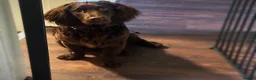 American Cocker Spaniel dogs for sale: CHOCOLATE COAT - AMERICAN WATER SPANIEL  in Liverpool - Advert 4
