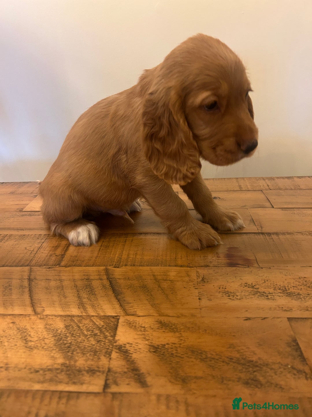Cocker Spaniel dogs for sale: Our last pup ready to go!  - Image 1