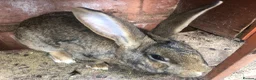 Continental Giant rabbits for sale: Continental Giant Buck Vaccinated Agouti Rabbit  - Advert 5