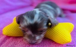 Dachshund dogs for sale: Miniature Long Haired Dachshund Puppies - Advert 3