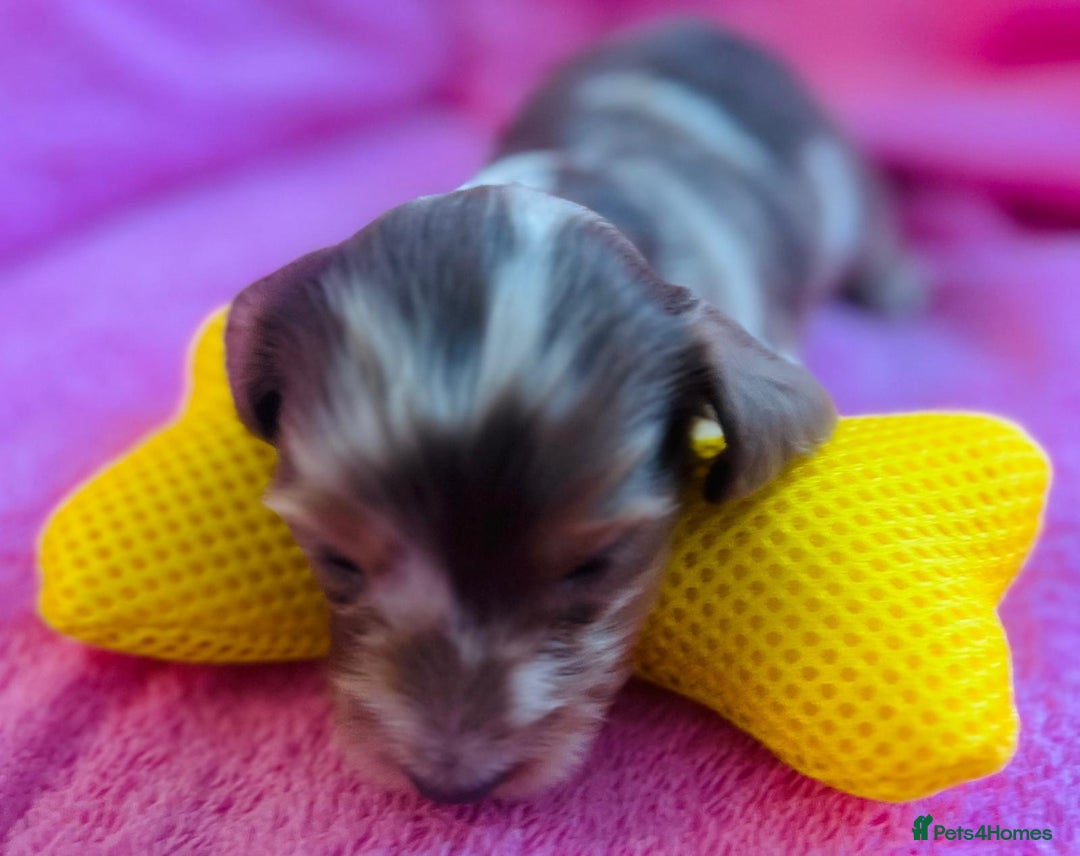 Dachshund dogs for sale: Miniature Long Haired Dachshund Puppies - Advert 3