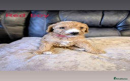 Labradoodle dogs for sale: HEALTH TESTED F1b Miniature labradoodle for SALE - Image 7