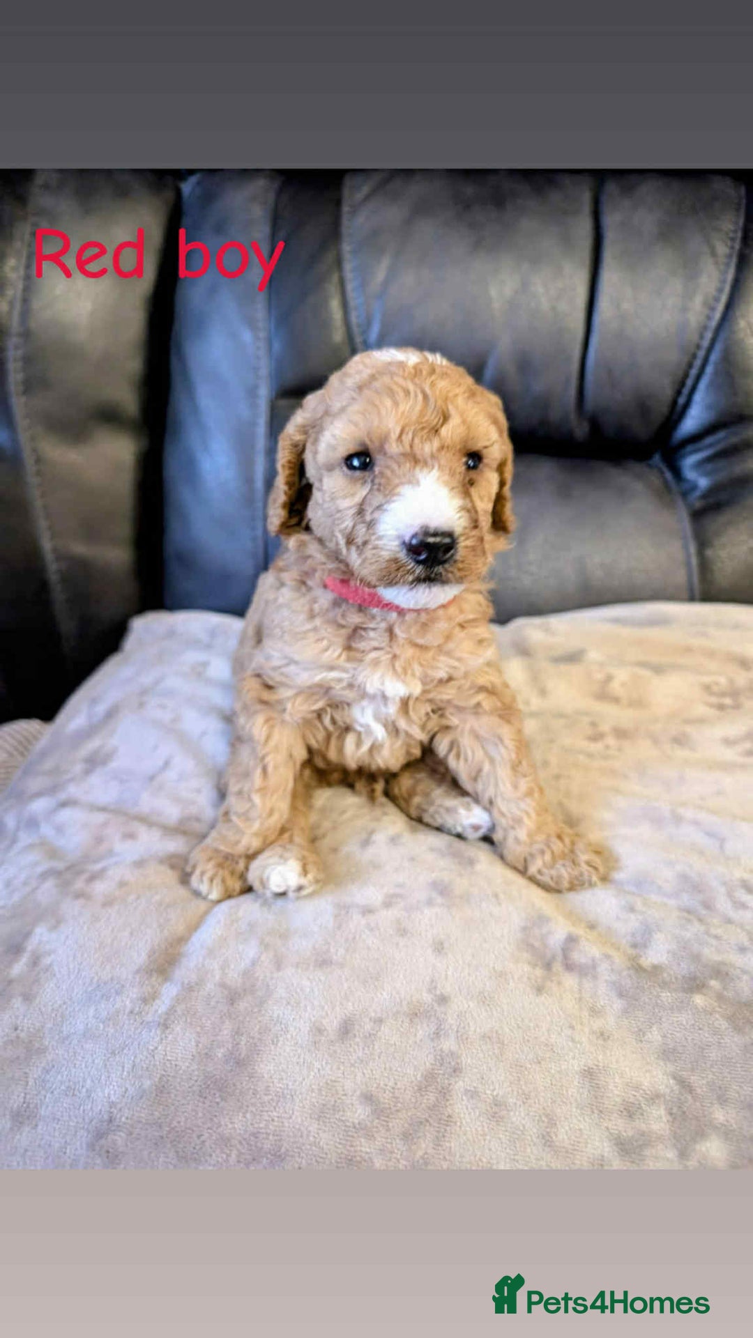 Labradoodle dogs for sale: HEALTH TESTED F1b Miniature labradoodle for SALE - Image 7