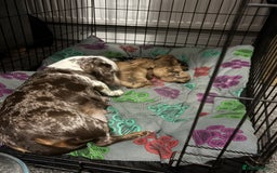 Dachshund dogs for sale: BEAUTIFULL DACHSHUND  - Advert 1