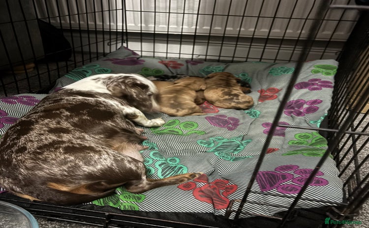 Dachshund dogs BEAUTIFULL DACHSHUND  - Advert 1