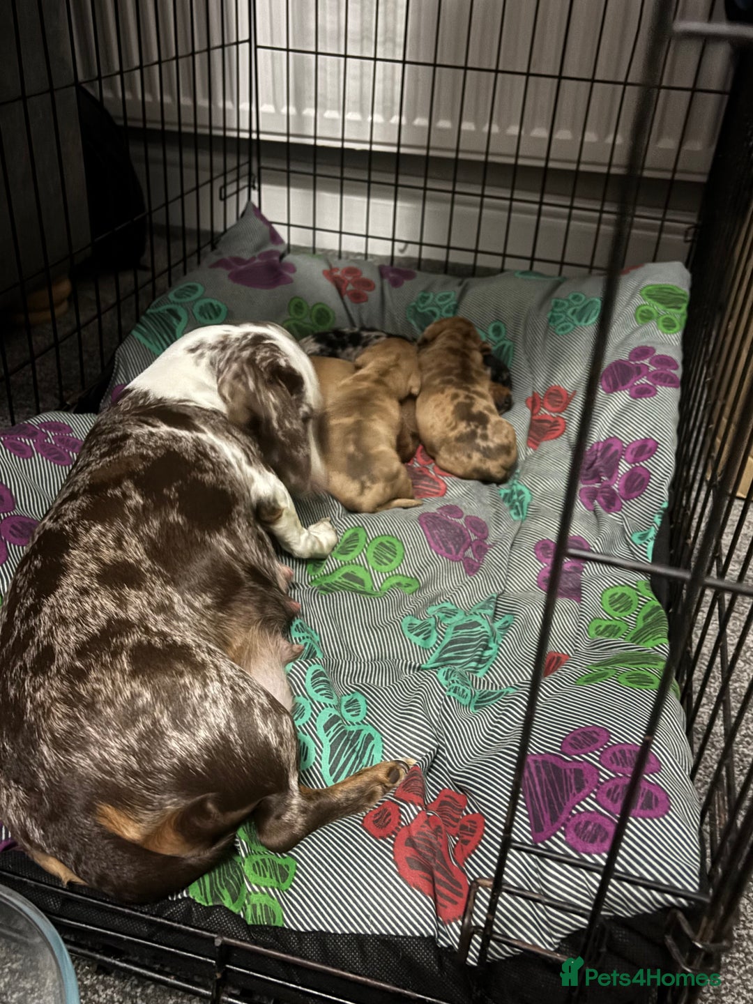 Dachshund dogs for sale: BEAUTIFULL DACHSHUND  - Advert 1