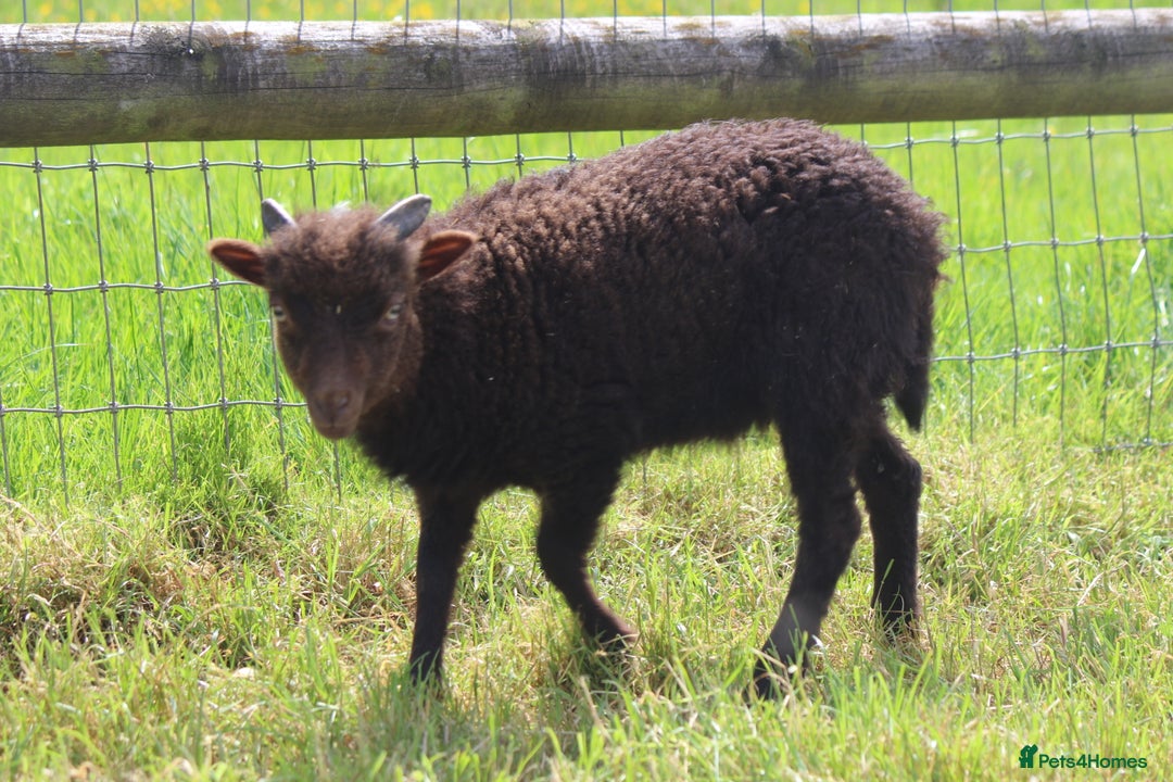 Sheep livestock for sale: Registered Ouessant Ewe Lambs and Wethers - Image 5