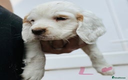 Clumber Spaniel dogs for sale: 3/4 clumber 1/4 cocker spaniel pups - Image 19