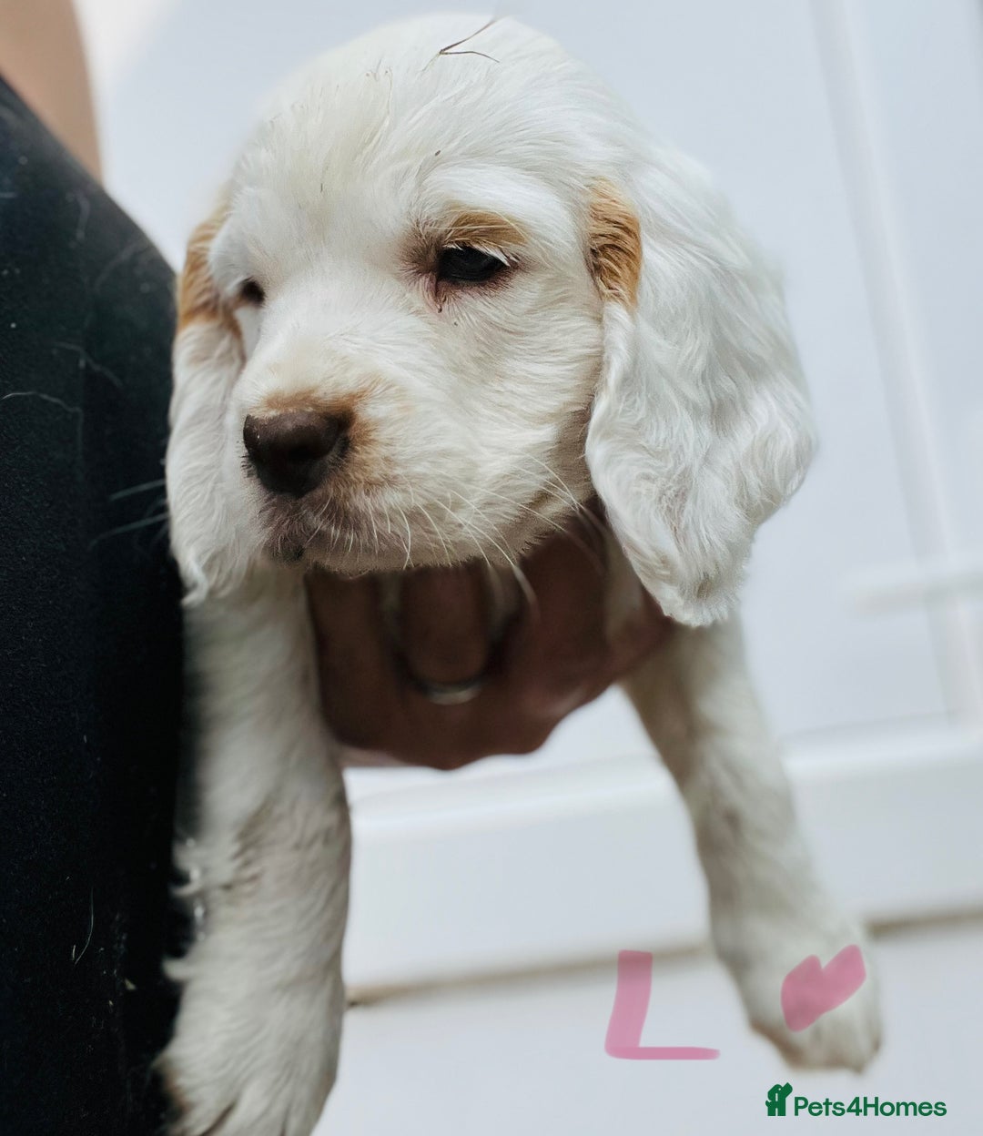 Clumber Spaniel dogs for sale: 3/4 clumber 1/4 cocker spaniel pups - Image 19