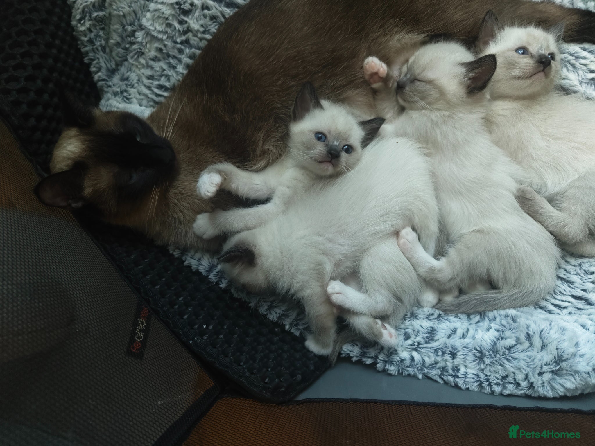 Siamese cats Crossed Siamese with Ragdol - Advert 2