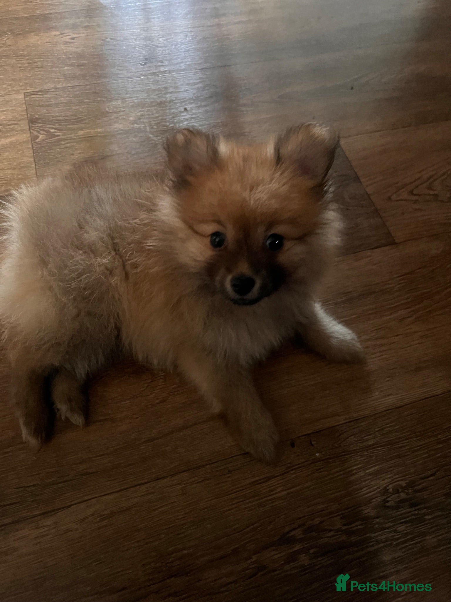 Pomeranian dogs READY NOW Pomeranian Puppies  - Advert 13