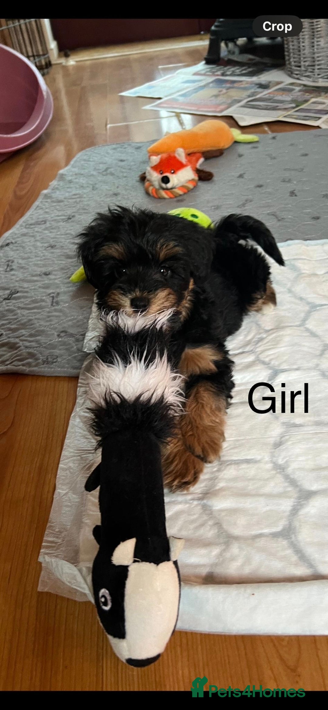 Schnoodle dogs for sale: American Toy Schnoodle Puppies *READY TO GO* - Advert 9