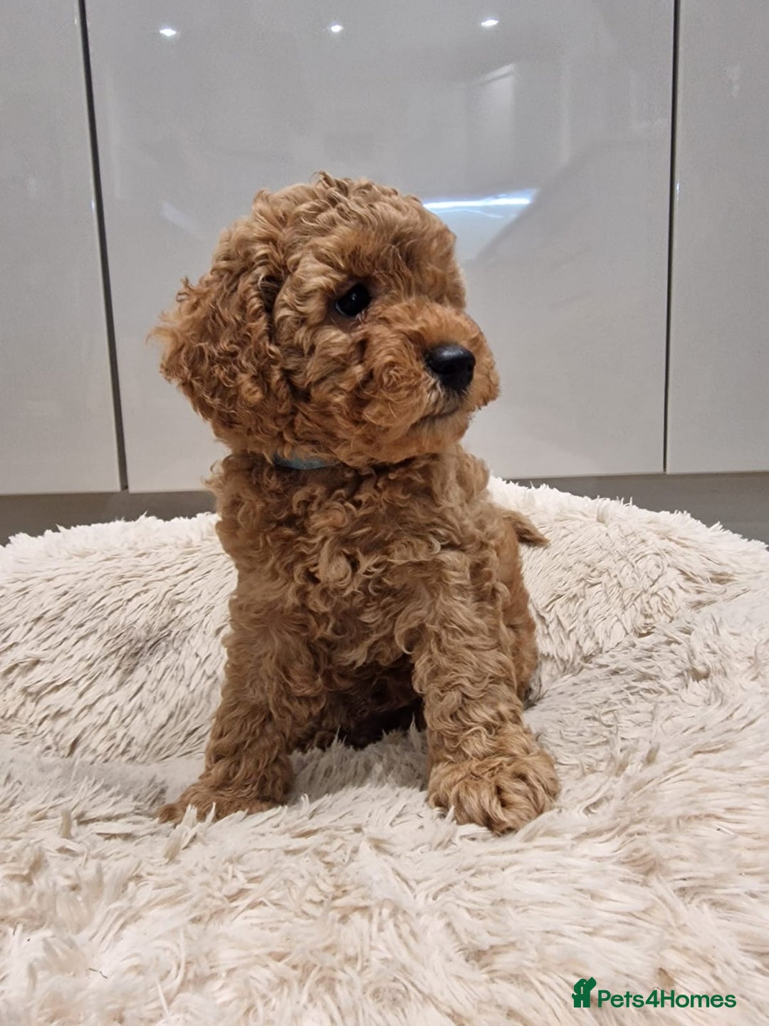 Cockapoo dogs for sale: 3 Gorgeous Apricot Cockapoo Puppies  - Advert 6