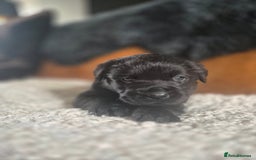 Labrador Retriever dogs for sale: High Quality Black Labrador Puppies - Image 15
