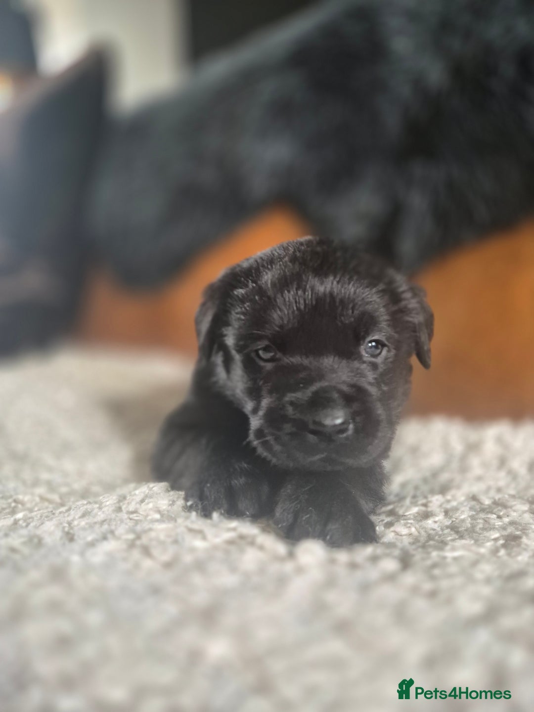 Labrador Retriever dogs for sale: High Quality Black Labrador Puppies - Image 15