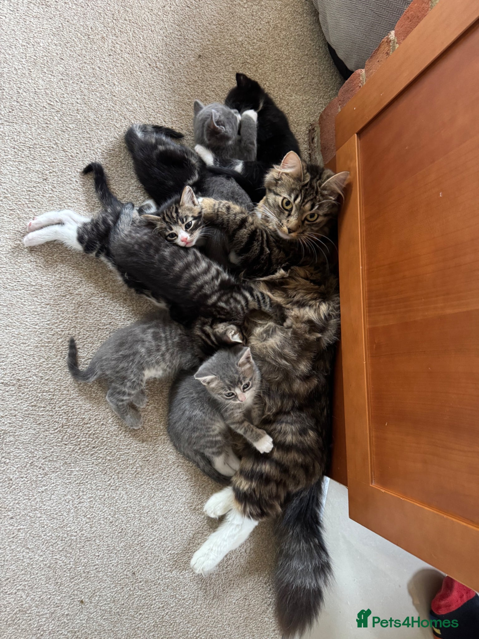 Domestic Shorthair cats 2 Kittens Available Now - Advert 1