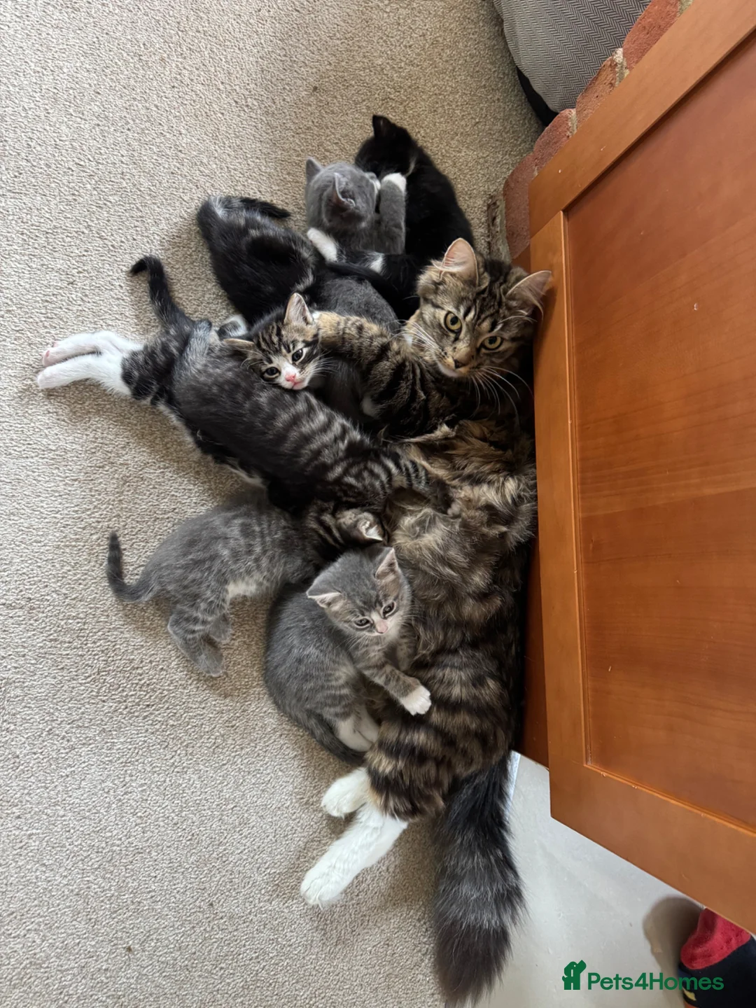 Domestic Shorthair cats for sale: 2 Kittens Available Now in Uckfield - Advert 1