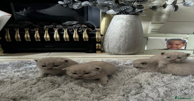 British Shorthair cats - Advert 1