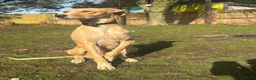 Mixed Breed dogs for sale: Doberman x lurcher puppies - Advert 8