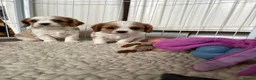 Cavalier King Charles Spaniel dogs for sale: DNA Tested Cavalier King Charles Puppies - Advert 15