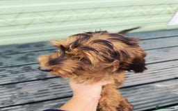 Cockapoo dogs for sale: Need them gone Asap - Image 5