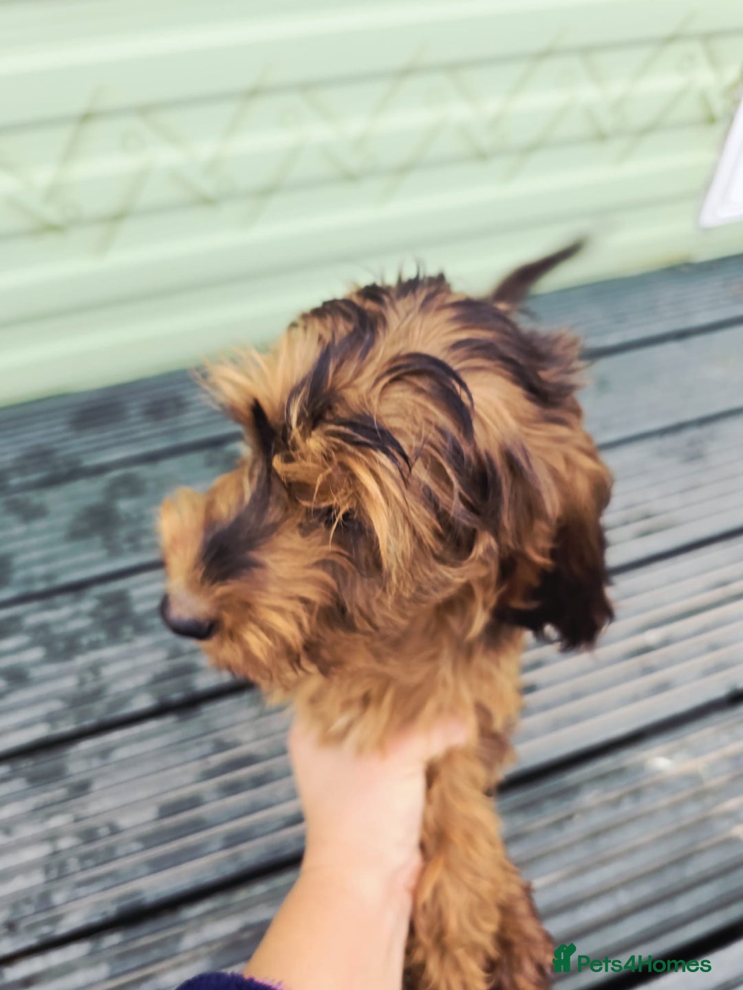 Cockapoo dogs for sale: Need them gone Asap - Image 5