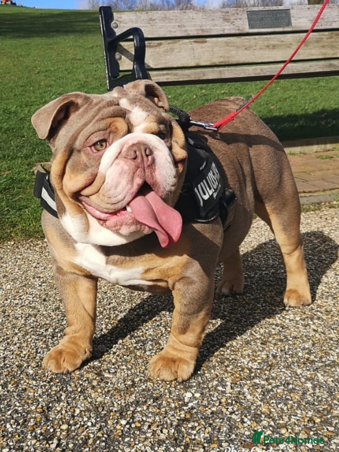 English Bulldog dogs for stud: Freddie Lilac tri stud in Manchester - Advert 12