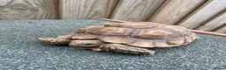 Tortoise reptiles for sale: Sulcata African Spurthighed Tortoise  in Braintree - Advert 4