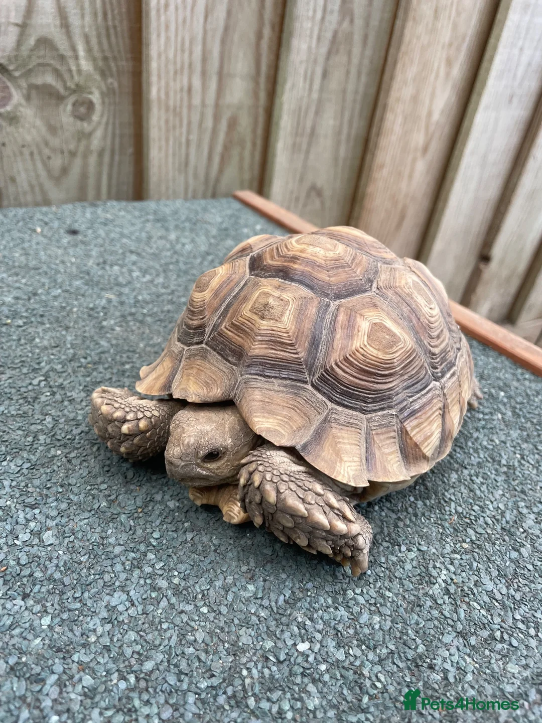 Tortoise reptiles for sale: Sulcata African Spurthighed Tortoise  in Braintree - Advert 4
