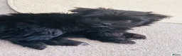Maltipom dogs for sale: 2 absolute princesses  - Advert 2