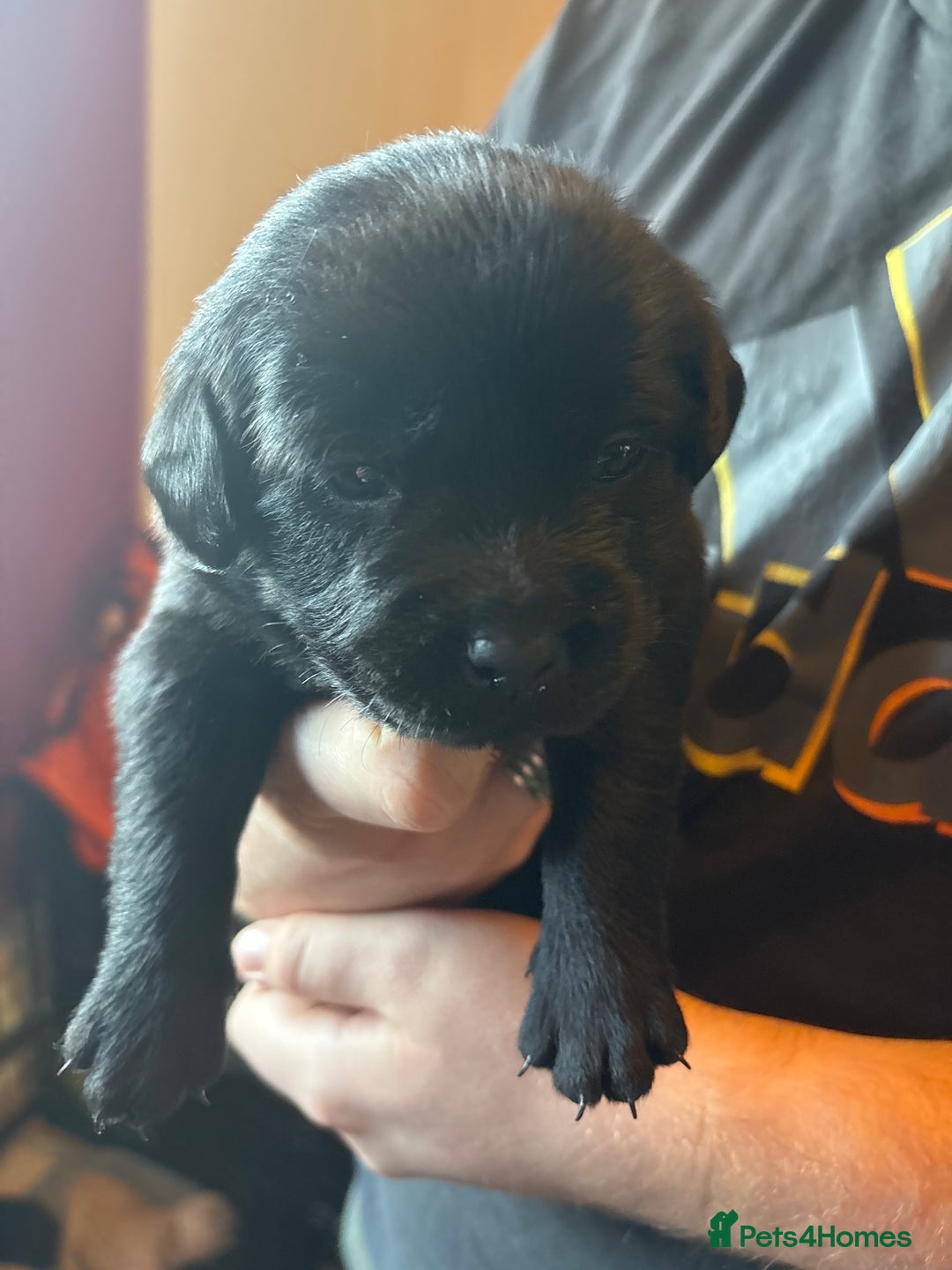 Goldador dogs for sale: Goldador puppies - Advert 13