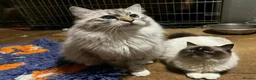 Ragdoll cats for sale: Adorable ragdoll kittens  in Bordon - Advert 10